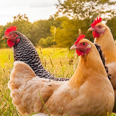 ivermectin injection for veterinary use