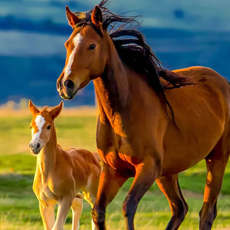 ivermectin injection use in horses