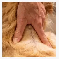 4.02 ml For dogs FIPRONIL SPOT ON