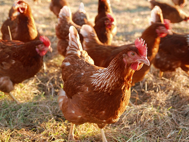 Comprehensive Guide to Oxytetracycline Injection for Veterinary Use