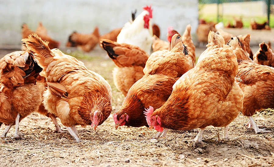 Effective Solutions for Veterinary Infections: Cefquinome and Marbofloxacin