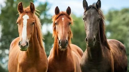 Oxytetracycline Injection: A Versatile Remedy for Animal Health